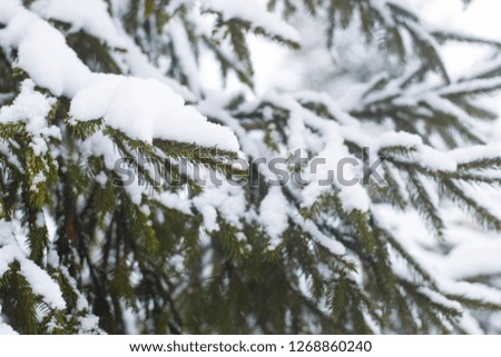 Branch of fir tree covered with snow, closeup. sharp frosts. fabulous light and colorful picture