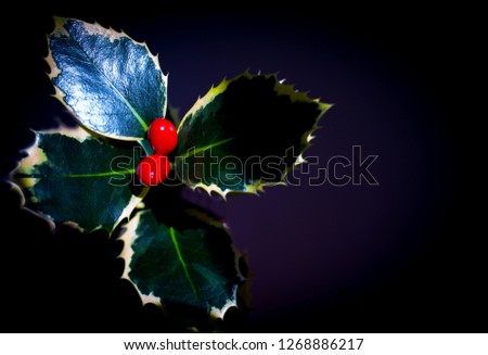 Typical Christmas plant. Holly on neutral background