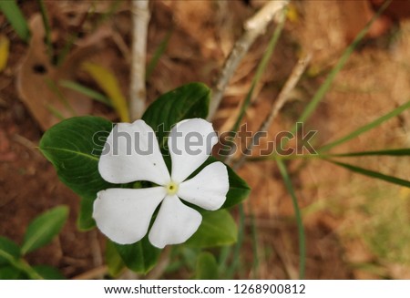 vinca rose or madagascar periwinkle flower also called as Catharanthus roseus