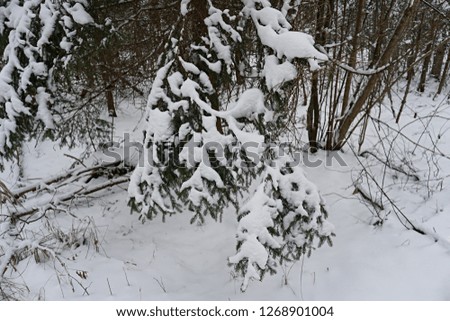 Forest landscape in winter time with Snow covered trees.