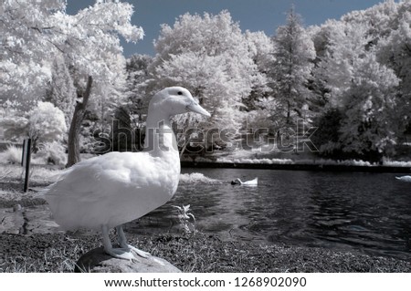 ducks under infrared light with white plants snowy trees