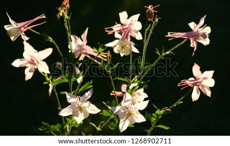 Aquilegia flowers at bright evening lighting look very contrastly against a dark background.