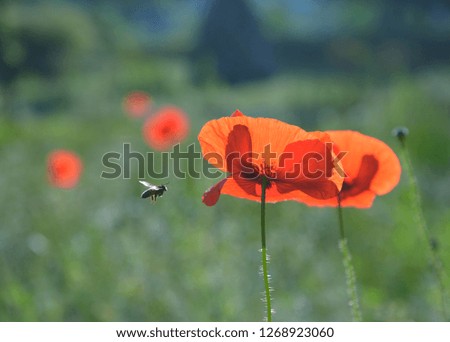Bees and Poppy flowers