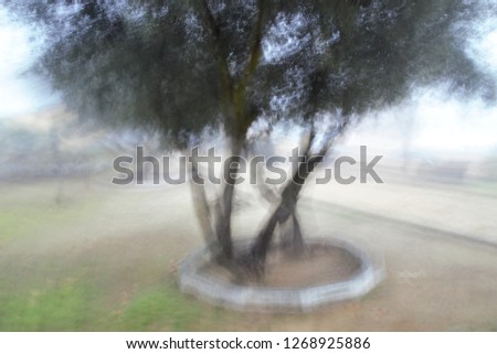 Tribute to Ernst Hass, Tribute to Monet, impressionist photograph of the photographic sweeps of trees in the fog, at low shutter speed to give a mysterious atmosphere, olive trees, oaks, toledo, spain