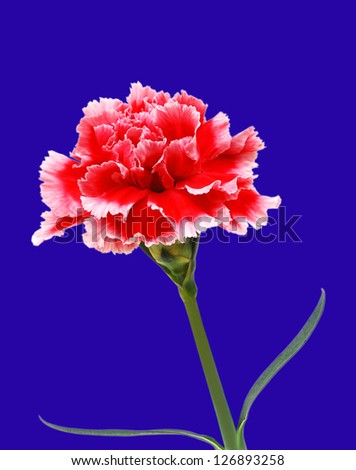 the pink flowering carnations on blue background