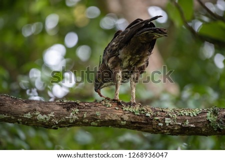 Crested Hawk Eagle with Kill