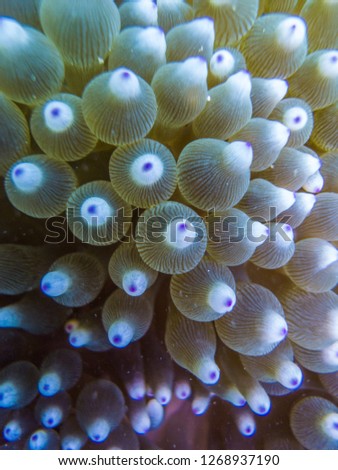 A colony of Bubble-tip anemone( Entacmaea quadricolor) . Owase, Mie, japan