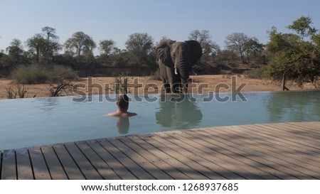 Elephant drinking at the pool of safari camp and luxury lodge in Kruger National Park, Timabavati region in South Africa