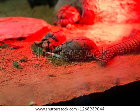 Negev tortoise scientifically named Testudo werneri sitting with a red light shining on it in the Biblical Zoo in Jerusalem, Israel