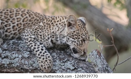 Young leopard cub sniffing a leaf while lying on a branch in Kruger National Park, Timbavati region of South Africa