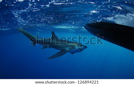 Bigeye Thresher shark swimming in the Gulfstream in the Atlantic Ocean off of South Florida