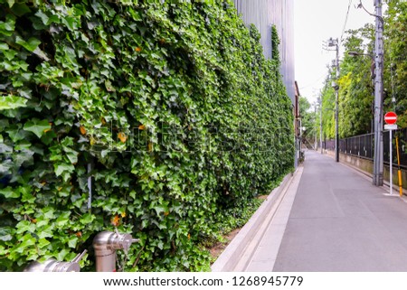 Green leaves along the road, beautiful landscapes of cities in Japan