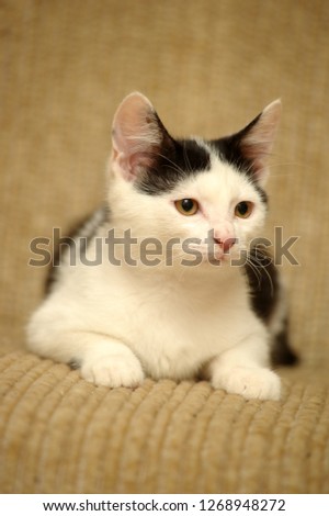 white with black kitten on a yellow background portrait