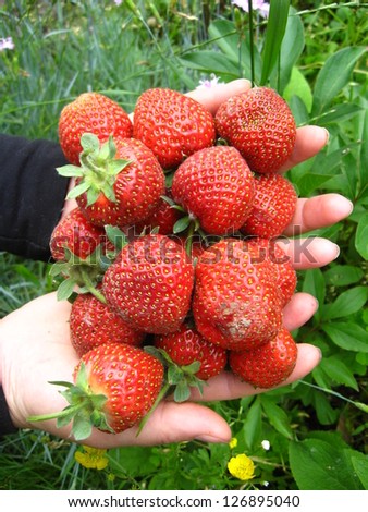 The image of palms full of strawberries