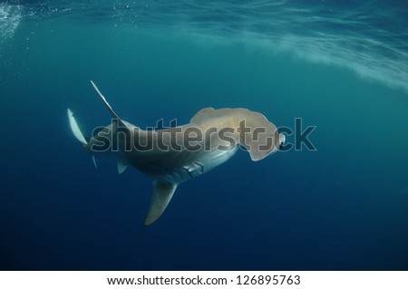 hammerhead shark in its natural habitat in the ocean