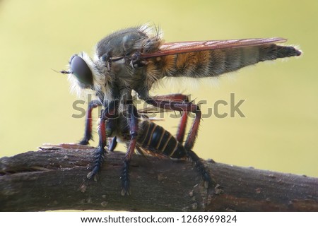 Robberfly asilidae eat bee Central Java asian