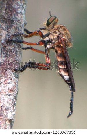 Robberfly asilidae Central Java asian