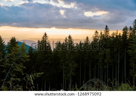 Beautiful yellow sunset with clouds behind the fir trees