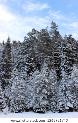 View on snowy forest