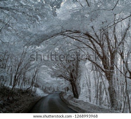 infrared photo snowy tree amazing nature with road