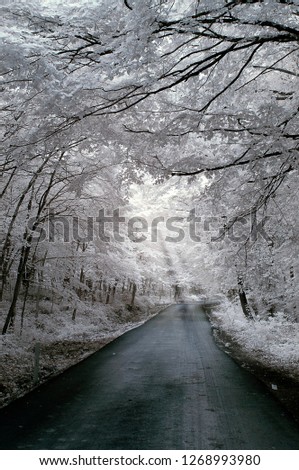 infrared photo photography tree photo amazing nature with road