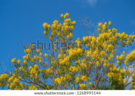 Golden Yellow Acacia Blossoms with Cerulean Blue Skies from Hawaii.