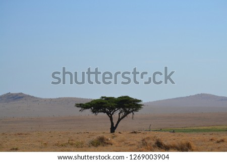Lonely tree on the African landscape