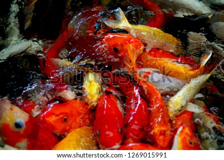 Colorful koi fish or fancy carp in the pond 