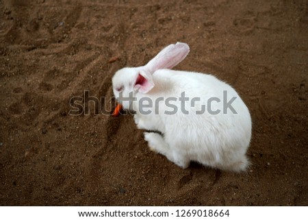 White Rabbit eating a sliced carrot in the animals farm