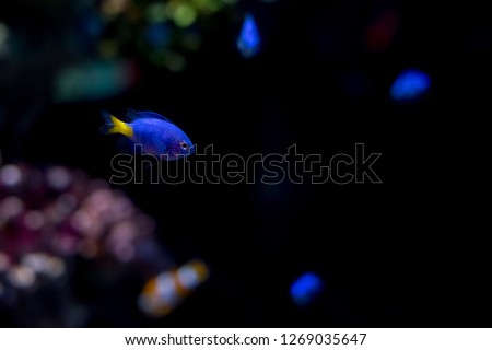 Malawi cichlids in the aquarium at Siam Ocean World (Paragon) in Thailand