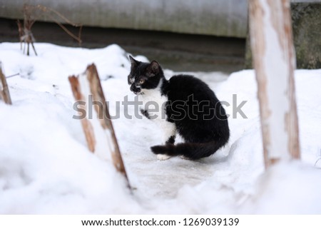 black and white stray lost kitten freezes on the street in winter, the theme of lost animals
