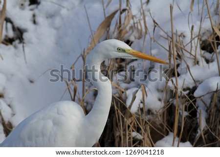 Great egret bird in snow close up