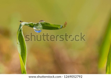 beautiful morning dew on green grass leaf with nature background