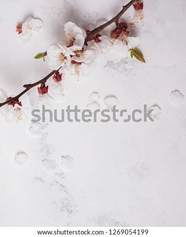 Blooming branch with white petals on the marble background, top view