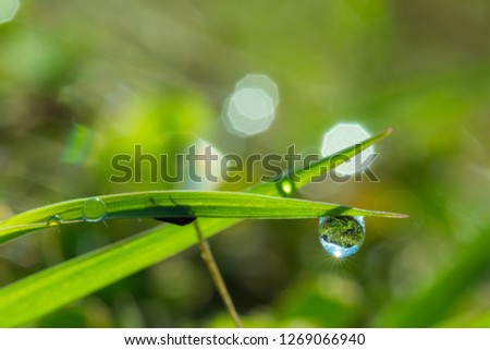 beautiful fresh morning dew on the grass with blur background
