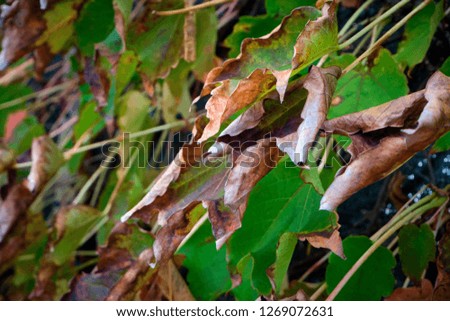 Italy, countryside, autumn, dry American ivy leaves in a garden