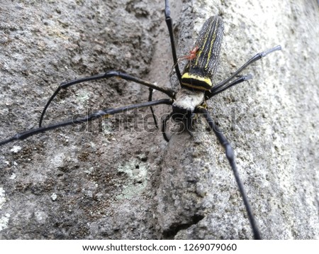 A beautiful spider with floor background