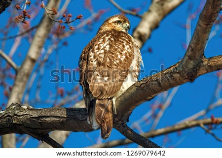 Red Tailed Hawk In Maple Tree