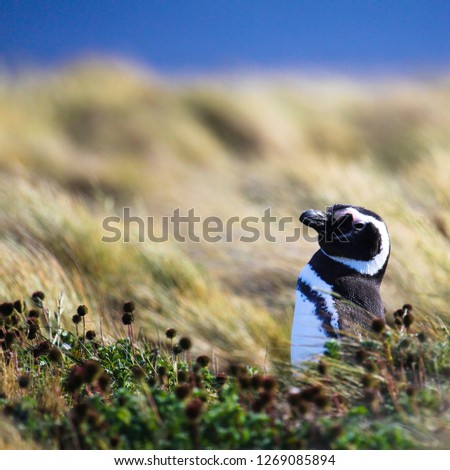 picture of a penguin in patagonia
