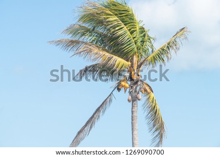 Closeup of one colorful, orange, yellow palm tree with green leaves and unripened coconuts fruit on branches isolated against blue sky in Florida