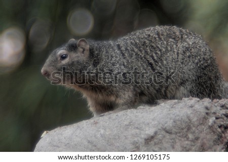 black squirrel on rock and green background