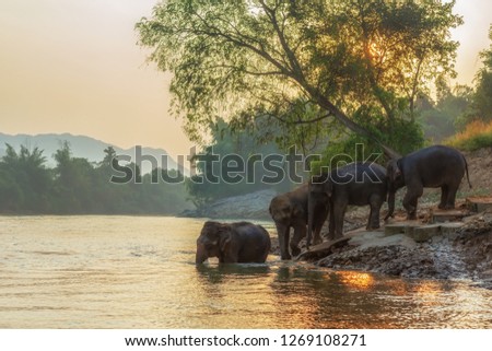Asian wild family group Elephants walking in the outdoors natural river at deep forest at Kanchanburi province in Thailand