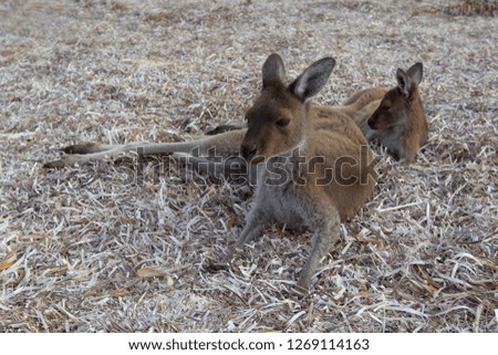 Western grey kangaroo (Macropus fuliginosus), in the beach, Lucky Bay, Cape Le Grand National Park, Western Australia, Australia.