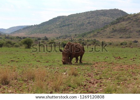 African landscape with hills and a big white rhino grazing