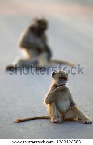 Chacma baboons (Papio ursinus), on the road,  Kruger National Park, South Africa.