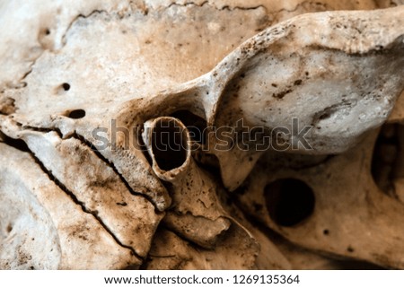 Abstract Close Up of an Animal Skull on Black Background