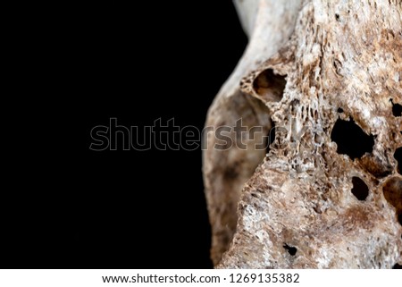 Abstract Close Up of an Animal Skull on Black Background