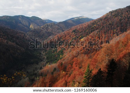 Colorful forest in buila mountain,romania