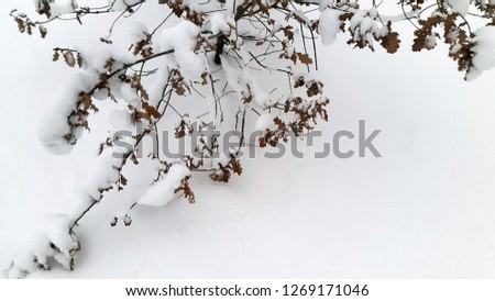 Winter landscape. Bush covered with snow. Background for New Year cards
