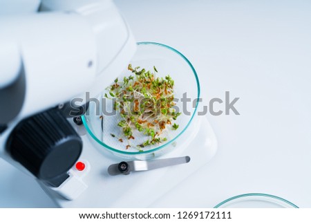Modern Laboratory .Vegetables in hydroponics tech picks.